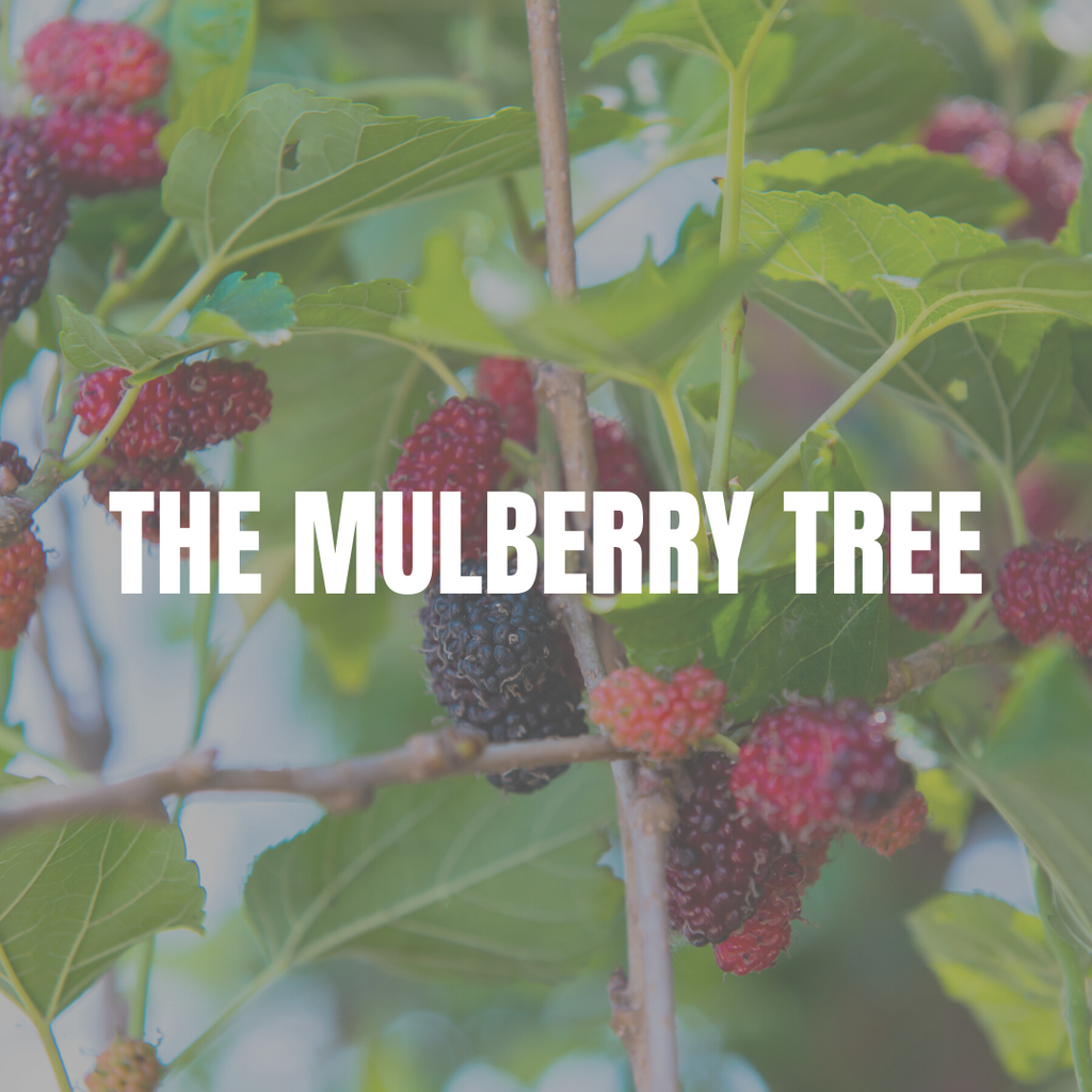 The Mulberry Tree